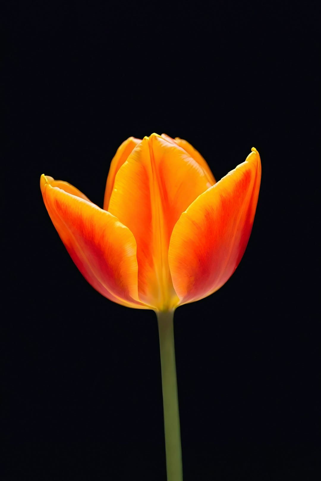 定心！多地发力保供 节日“菜篮子”货足价稳